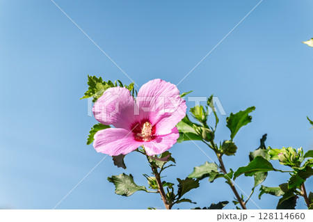 Pink flowers of Hibiscus moscheutos plant close-up. Hibiscus moscheutos, swamp hibiscus, 128114660
