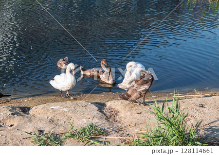 Wild swans with their offspring on a pond in the reeds. Incredibly beautiful nature and birds. 128114661