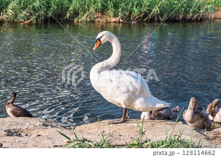 Wild swans with their offspring on a pond in the reeds. Incredibly beautiful nature and birds. 128114662