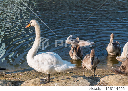 Wild swans with their offspring on a pond in the reeds. Incredibly beautiful nature and birds. 128114663