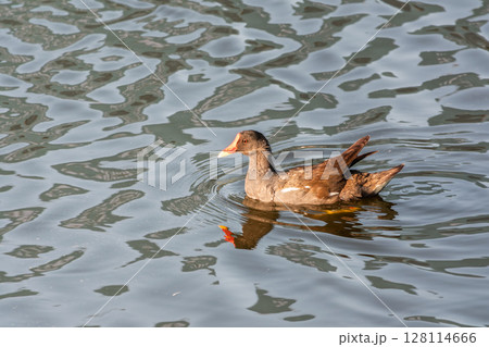 A black moorhen swims calmly across the surface of a lake. Gallinula chloropus (Moorhen) swimming in water, a common bird found in wetland areas across Europe. 128114666