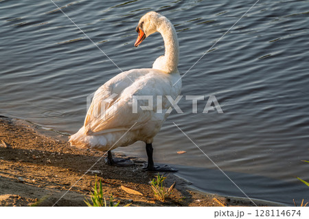 Graceful white Swan with a red beak stands on the bank of a pond 128114674