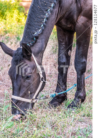 Brown horse grazing in the pasture with a lot of flies on the face Brown horse grazing in the pasture with a lot of flies on the face 128114677