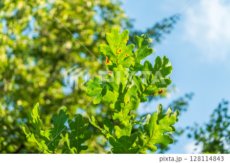 Green oak leaves background. Plant and botany nature texture. green oak leaves in woods Green oak leaves background. Plant and botany nature texture. green oak leaves in woods 128114843