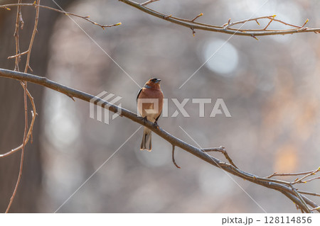 Common chaffinch, Fringilla coelebs, sits on a tree. Common chaffinch in wildlife. Common chaffinch, Fringilla coelebs, sits on a tree. Common chaffinch in wildlife. 128114856