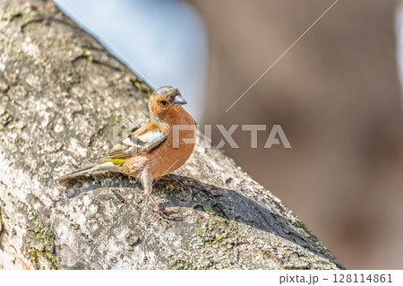 Common chaffinch, Fringilla coelebs, sits on a tree. Common chaffinch in wildlife. Common chaffinch, Fringilla coelebs, sits on a tree. Common chaffinch in wildlife. 128114861