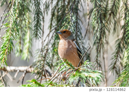 Common chaffinch, Fringilla coelebs, sits on a tree. Common chaffinch in wildlife. Common chaffinch, Fringilla coelebs, sits on a tree. Common chaffinch in wildlife. 128114862