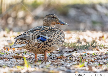 A duck female stands on its paws on the green shore of a pond. 128114865