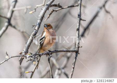 Common chaffinch, Fringilla coelebs, sits on a tree. Common chaffinch in wildlife. 128114867