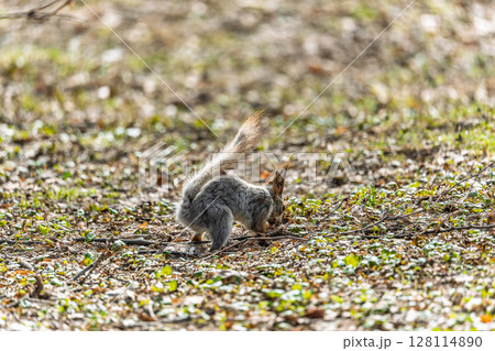Squirrel in autumn or spring with nut on the green grass with fallen yellow leaves Squirrel in autumn or spring with nut on the green grass with fallen yellow leaves 128114890