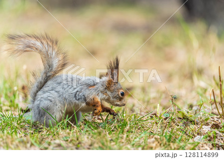 Squirrel in autumn or spring with nut on the green grass with fallen yellow leaves Squirrel in autumn or spring with nut on the green grass with fallen yellow leaves 128114899