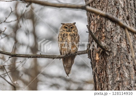 Long-eared owl (Asio otus), looking forward with wide opened eyes 128114910