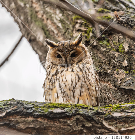 Long-eared owl (Asio otus), looking forward with wide opened eyes Long-eared owl (Asio otus), looking forward with wide opened eyes 128114920