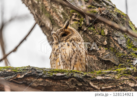 Long-eared owl (Asio otus), looking forward with wide opened eyes Long-eared owl (Asio otus), looking forward with wide opened eyes 128114921