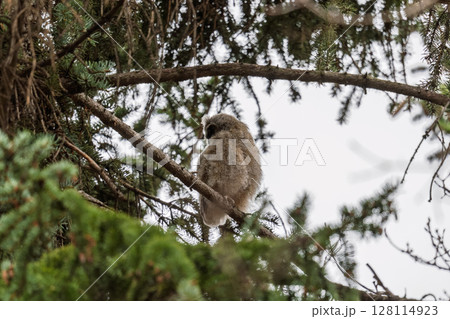Long-eared owl owlet on a tree 128114923