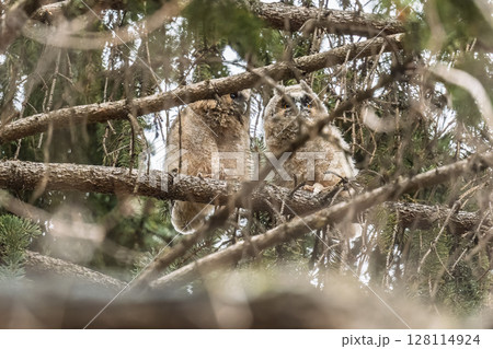 Long-eared owl owlet on a tree 128114924