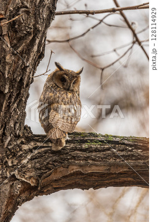 Long-eared owl (Asio otus), looking forward with wide opened eyes Long-eared owl (Asio otus), looking forward with wide opened eyes 128114929