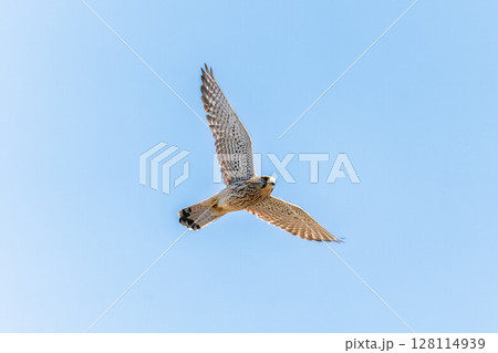 Common kestrel, Falco tinnunculus, hovered in the air in search of prey Common kestrel, Falco tinnunculus, hovered in the air in search of prey 128114939