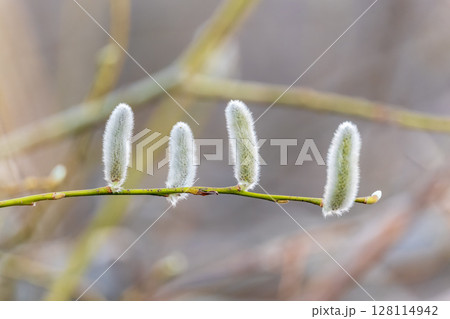 Nature awakes in spring. Blooming willow twigs and furry willow-catkins, so called seals or cats. Holly willow, Salix caprea 128114942