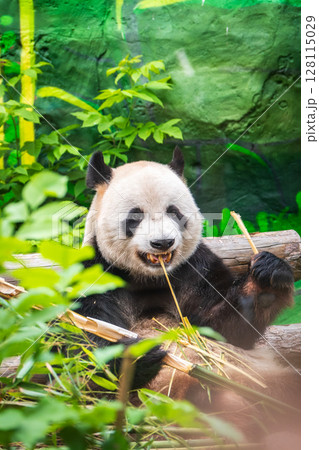 The Giant Panda Bear sits while eating a bamboo stalk 128115029