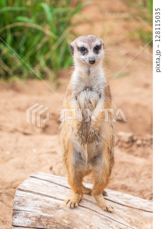 Meerkat, Suricata suricatta, on hind legs. Portrait of meerkat standing on hind legs with alert expression. Portrait of a funny meerkat sitting on its hind legs. 128115035