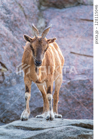 Markhor female on the rock. Latin name - Capra falconeri. Wild goat native to Central Asia, Karakoram and the Himalayas 128115046