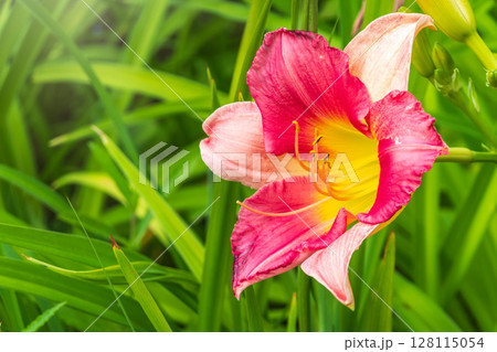 Close up of a pink daylily flower in bloom 128115054