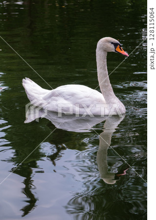 A graceful white swan swimming on a lake with dark water. The white swan is reflected in the water A graceful white swan swimming on a lake with dark water. The white swan is reflected in the water 128115064