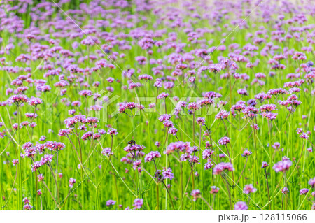 Verbena bonariensis flowers, Argentinian Vervain or Purpletop Vervain, Clustertop Vervain, Tall Verbena, Pretty Verbena, in garden Verbena bonariensis flowers, Argentinian Vervain or Purpletop Vervain, Clustertop Vervain, Tall Verbena, Pretty Verbena, in garden 128115066