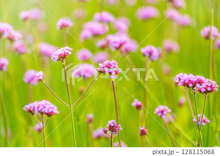 Verbena bonariensis flowers, Argentinian Vervain or Purpletop Vervain, Clustertop Vervain, Tall Verbena, Pretty Verbena, in garden Verbena bonariensis flowers, Argentinian Vervain or Purpletop Vervain, Clustertop Vervain, Tall Verbena, Pretty Verbena, in garden 128115068
