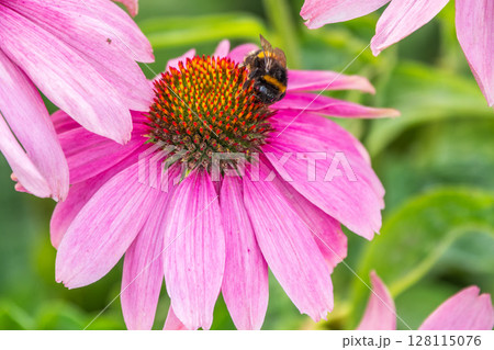 A closeup shot of a bee collecting pollen on a purple echinacea flower 128115076