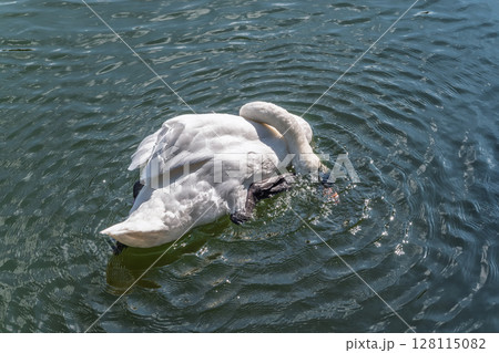 A graceful white swan swimming on a lake with dark water. The white swan is reflected in the water 128115082