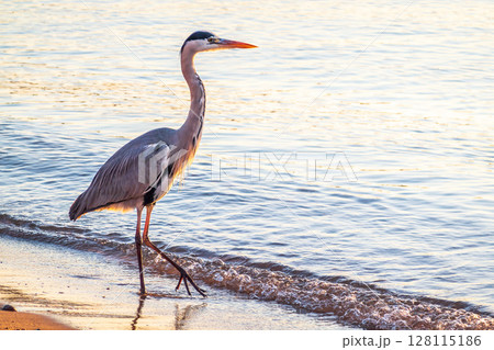 A heron hunting in the sea. Grey heron on the hunt 128115186