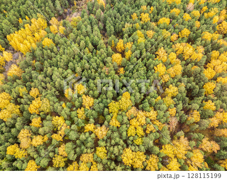 Aerial drone view of stunning colorful autumn fall forest. 128115199
