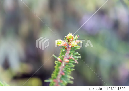 Closeup of fir branches with young buds. Spring nature concept. Fir branches with fresh shoots Closeup of fir branches with young buds. Spring nature concept. Fir branches with fresh shoots 128115262