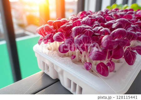 Cultivating red cabbage microgreens hydroponically on a balcony is part of a healthy diet 128115441