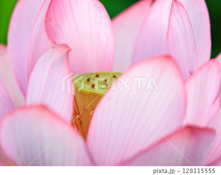 幻想的なハスの花 幻想的なハスの花 128115555