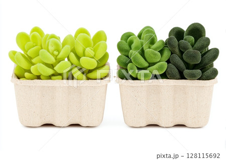 A closeup of pea and radish microgreens on a white background as an isolated object, representing growing green sprouts at home 128115692