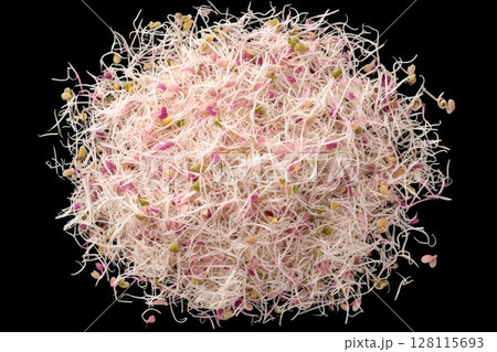 A natural food, young parsley microgreen sprouts are depicted in a close-up view 128115693