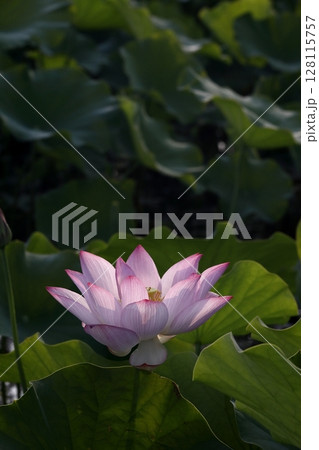 日本の蓮 128115757