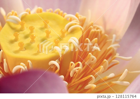 日本の蓮 128115764