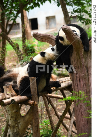 甘噛みをして遊ぶ幼年パンダ 128115842