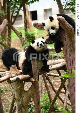 甘噛みをして遊ぶ幼年パンダ 甘噛みをして遊ぶ幼年パンダ 128115844
