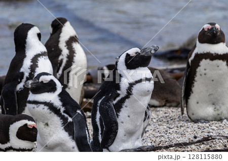 Group of African penguins resting on stone coast. Black-footed, Spectacled or jackass penguin. Spheniscus demersus. Animals listed in International Red Book. South Africa, natural habitat, wildlife  128115880