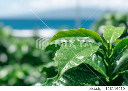 Café é cultivado na Serra da Canastra, Minas Gerais, Brasil 128116010