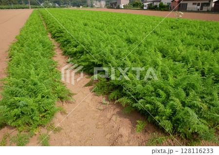 人参畑 128116233