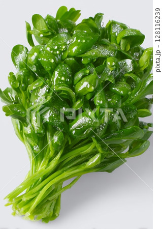 Arugula microgreens are contained within a white wooden box, symbolizing the concept of sprouting microgreens and seed germination at home for vegan and healthy eating 128116239