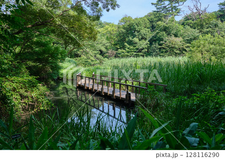 国立科学博物館附属自然教育園 水生植物園 国立科学博物館附属自然教育園 水生植物園 128116290