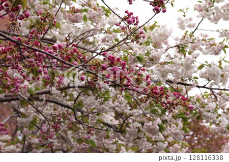 桜咲く 桜咲く 128116338