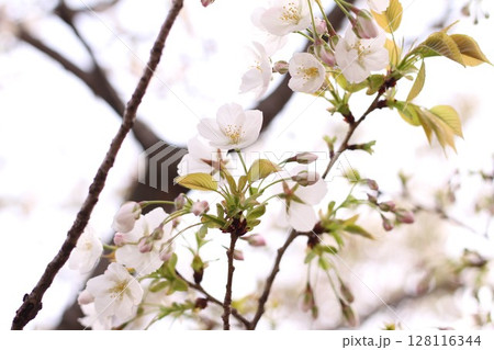 白い桜 白い桜 128116344